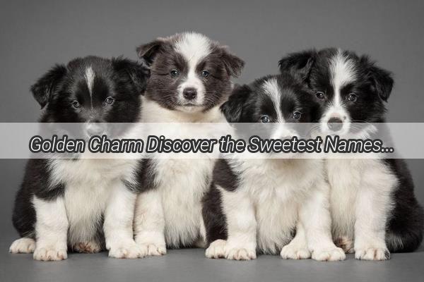 Golden Charm Discover the Sweetest Names for Your Adorable Canine Companion